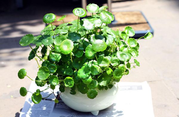 植物发蔫可能是这几种情况,千万不要随便浇水啦