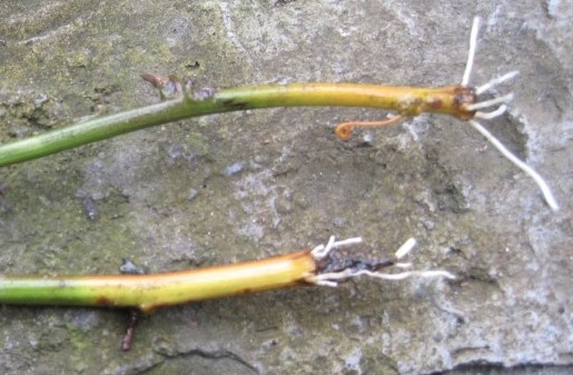 阳台种盆百香果,枝条“扦插”成活快,年年结果吃不完!