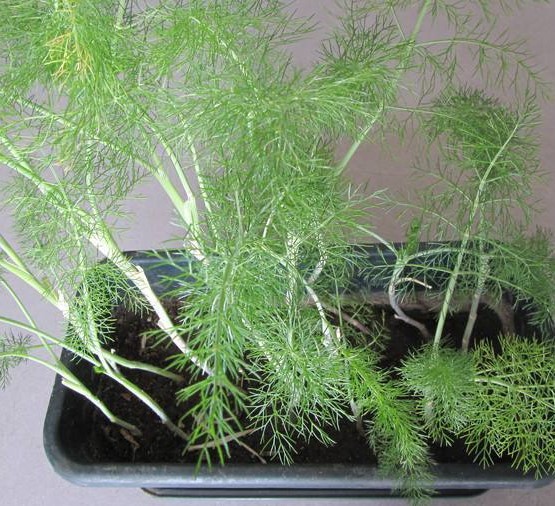 阳台种这“3种”菜,平时洒洒水,30天就能上餐桌