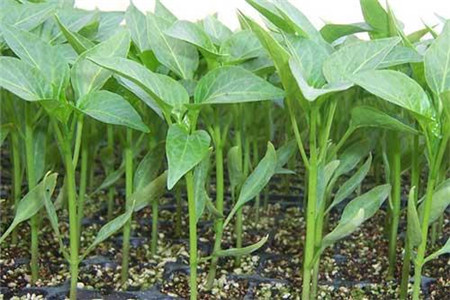 辣椒育苗需多少天出芽，怎么浇水和施肥