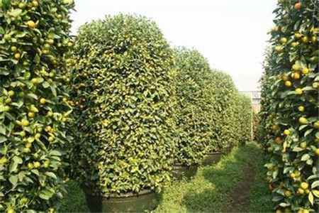 四季桔盆景怎么制作?