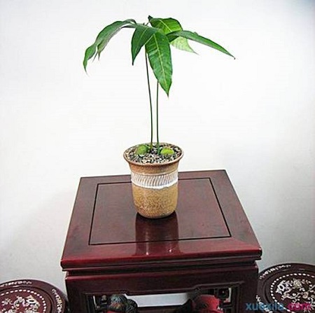 芒果盆景怎么养