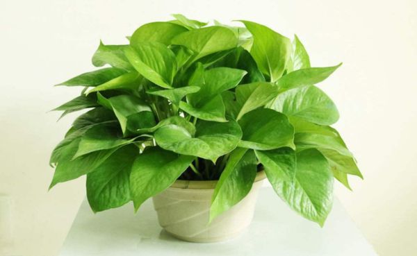 让花卉经久不衰,最重要的是根,学会这些让花卉蹭蹭长