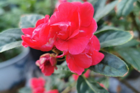 凤仙花花语,花期多长