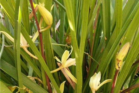 兰花花苞多久可以开花,长花苞后一直不开花怎么办