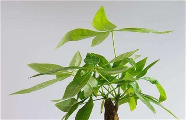 发财树嫩芽长不起来怎么办