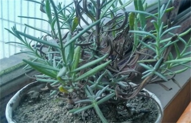 薰衣草叶子干枯怎么办