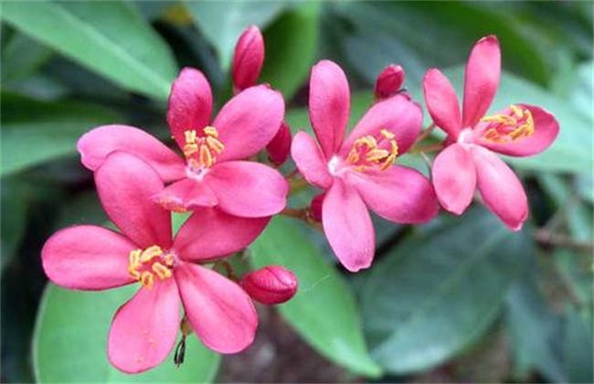 夹竹桃的繁殖方法