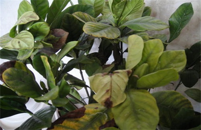 栀子花叶尖干枯褐色怎么回事