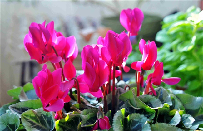 仙客来冬天怎么养