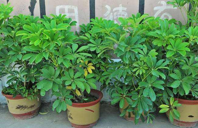 鹅掌柴叶子发黄掉落怎么办?鹅掌柴叶子发黄掉落的原因