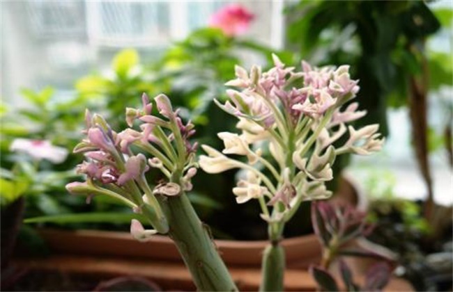 七宝树怎么养?七宝树的养殖方法和注意事项