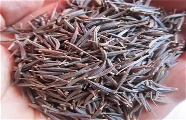 波斯菊种子怎么种植?波斯菊种子的种植方法