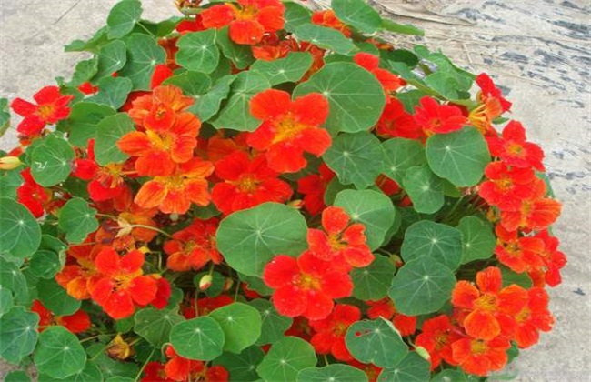 旱金莲种子怎么种?旱金莲种子的种植方法