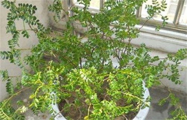 清香木掉叶原因及解决方法