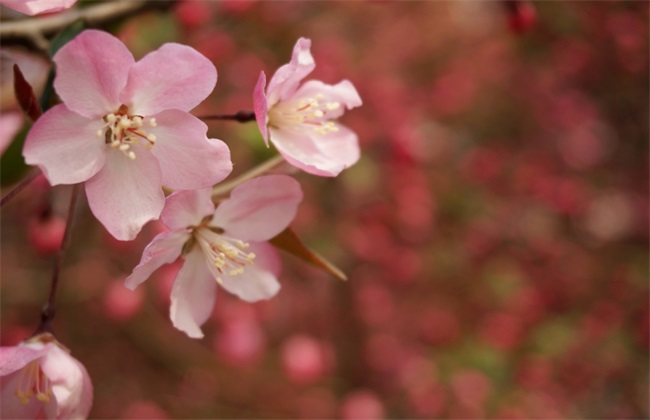 海棠花的养殖方法与注意事项
