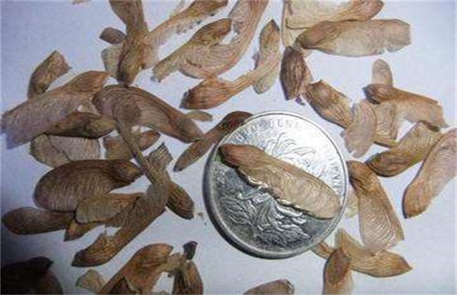 红枫树苗的种植方法