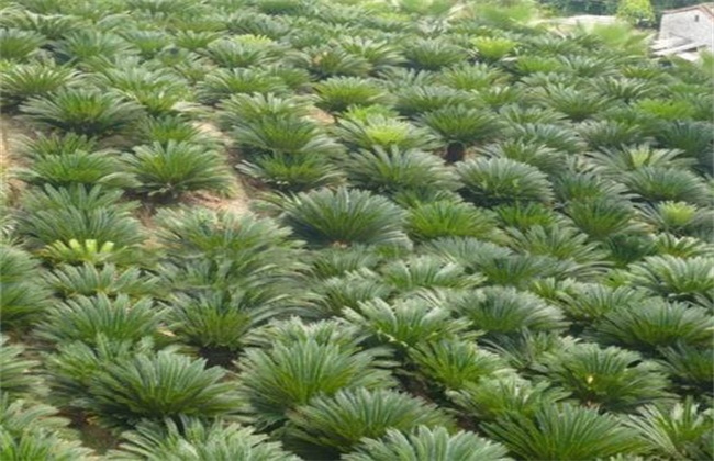 铁树怎么养及注意事项