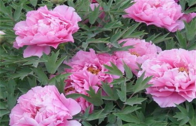 芍药的繁殖方法