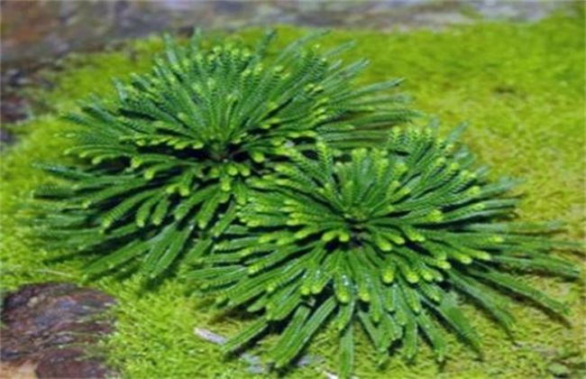 九死还魂草的养殖方法