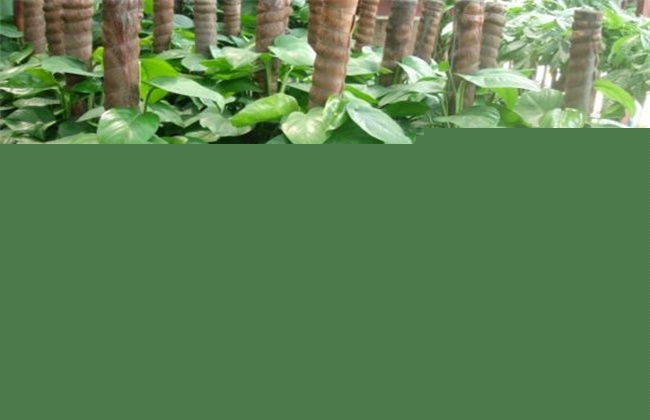 绿萝养殖方法和注意事项