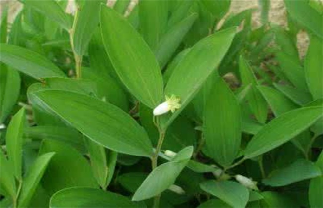 玉竹烂根原因及防治方法