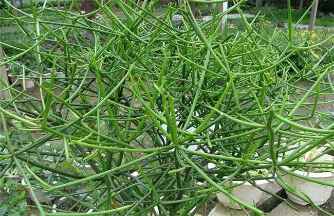 光棍树怎么繁殖