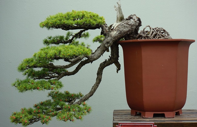 雀梅盆景的日常养护技巧