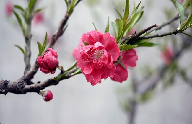 桃花夏季如何修剪