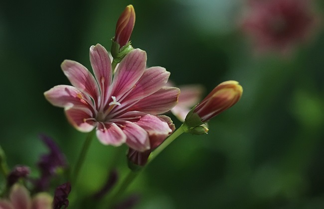 露薇花的养殖方法