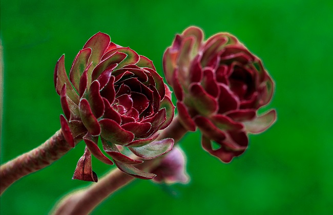 黑法师掉叶子怎么办