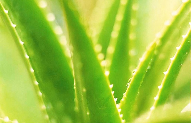 芦荟叶子软了怎么办