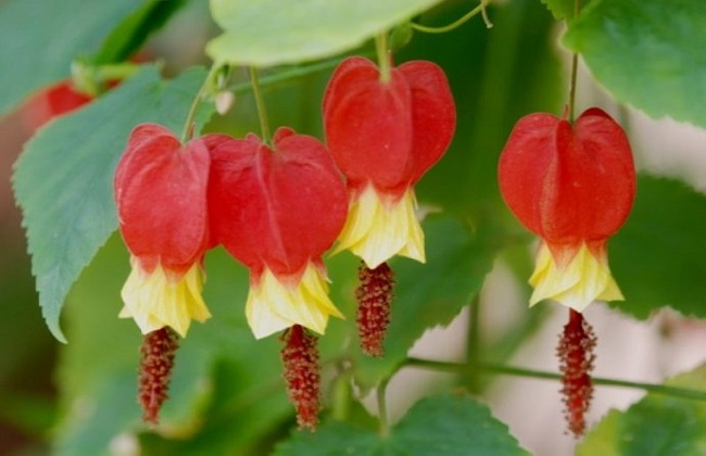 蔓性风铃花的养殖方法