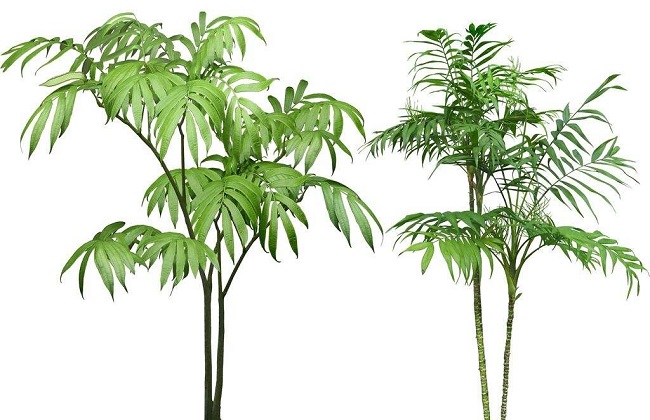 袖珍椰子有毒吗