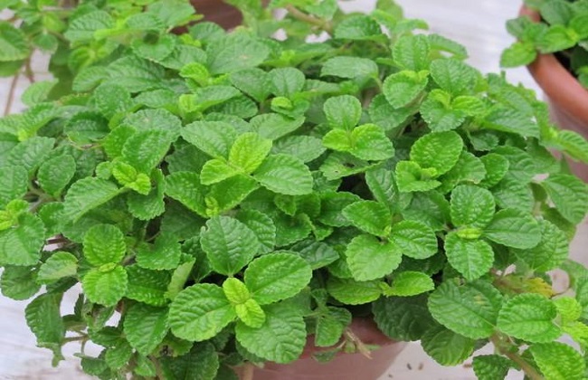 吸毒草真的能吸甲醛吗?