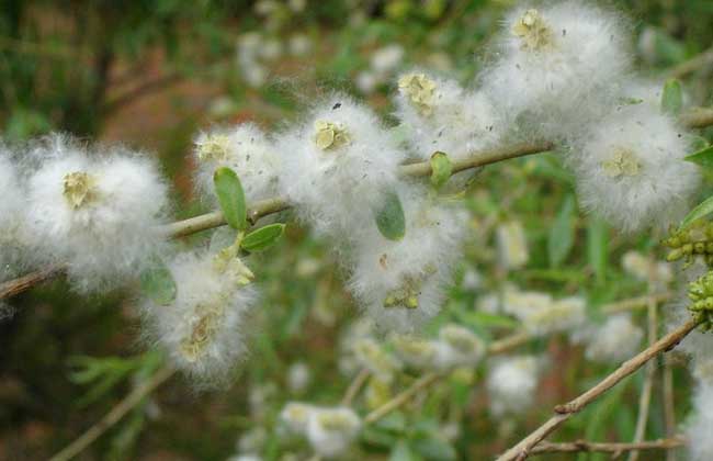 柳树用什么传播种子?