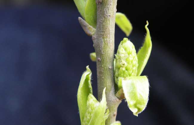 柳树什么时候发芽?