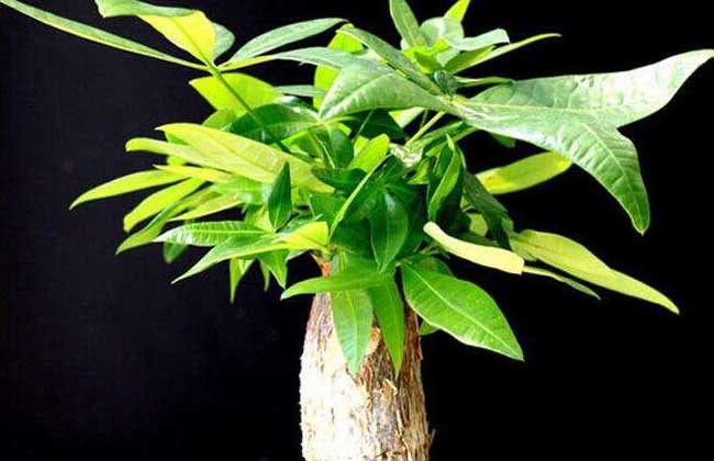 客厅放什么植物最好?