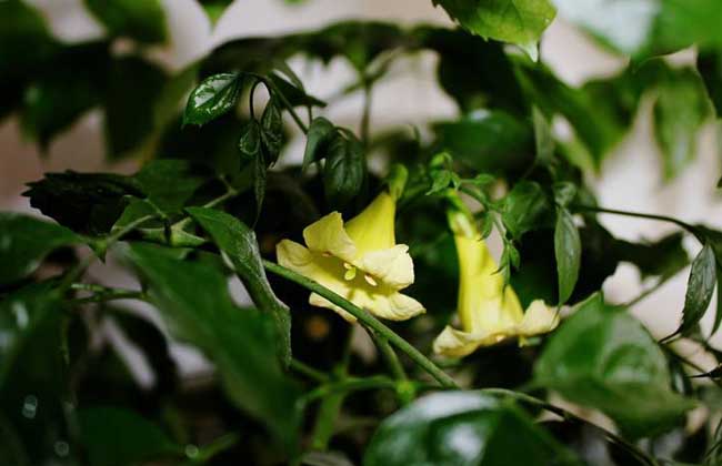 幸福树开花什么预兆?