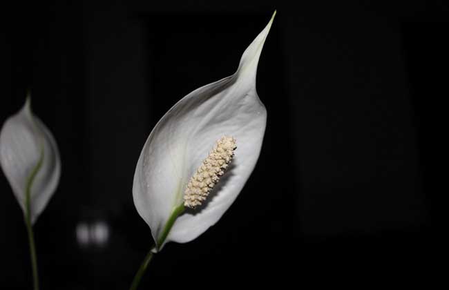 一帆风顺叶子下垂怎么办?