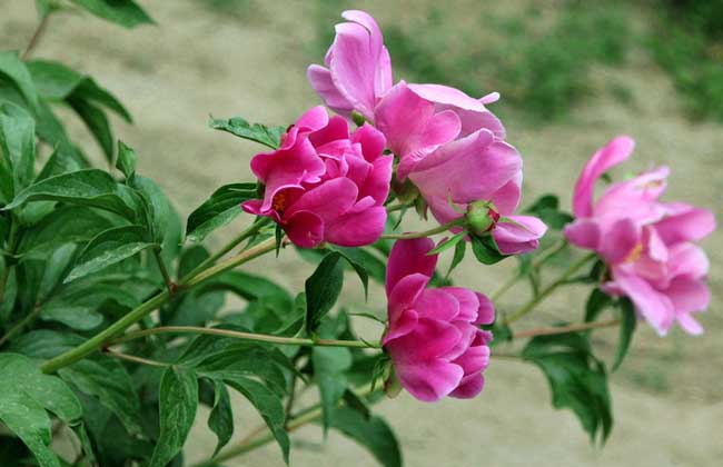 为什么家里不能种芍药?