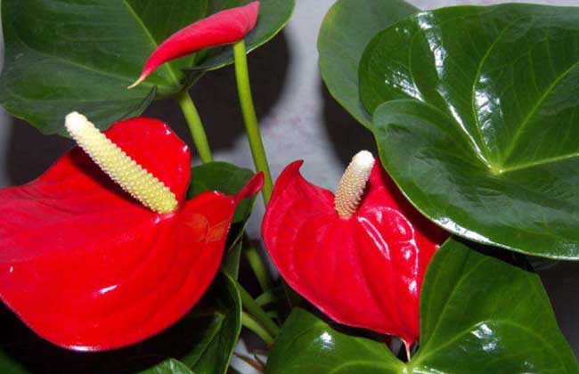 盆栽火鹤花怎么养才好?