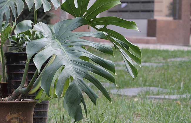 龟背竹能吸收甲醛吗?