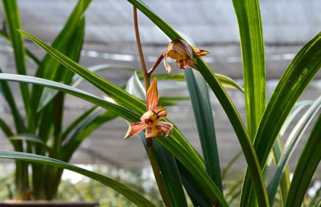 兰花专用肥怎么选?