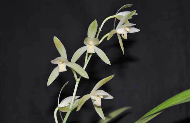 兰花什么时候开花?