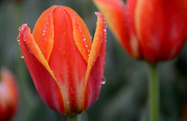 郁金香代表什么意思?