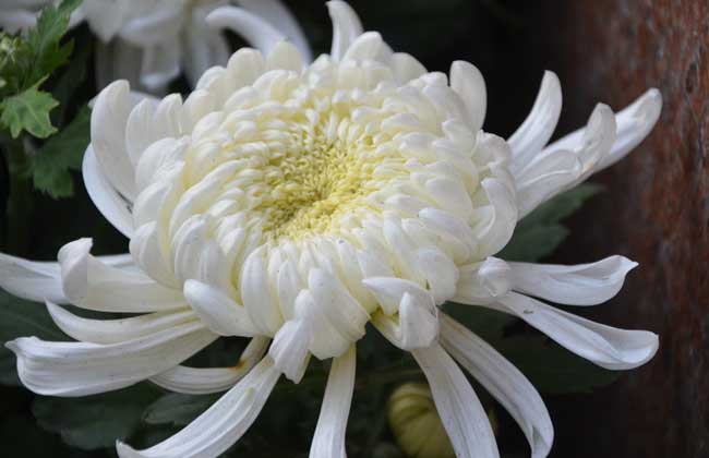 菊花什么时候开花?