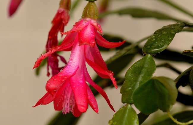 蟹爪兰叶子发软怎么办?