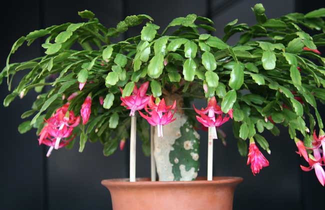 蟹爪兰一年开几次花?