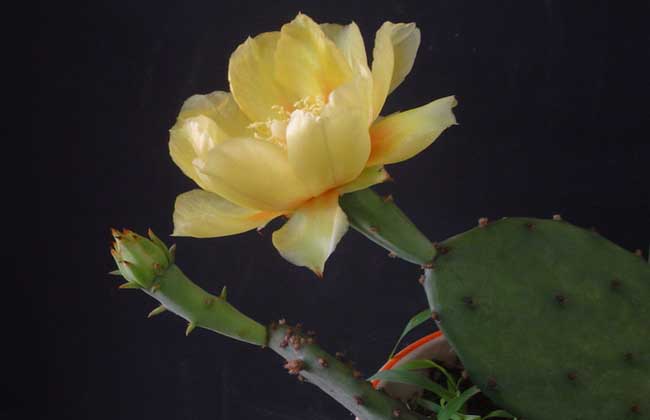 仙人掌什么时候开花?